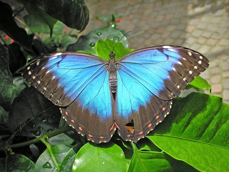 Peleides Blue Morpho, leaves, wings, butterfly, insect, resting, HD wallpaper
