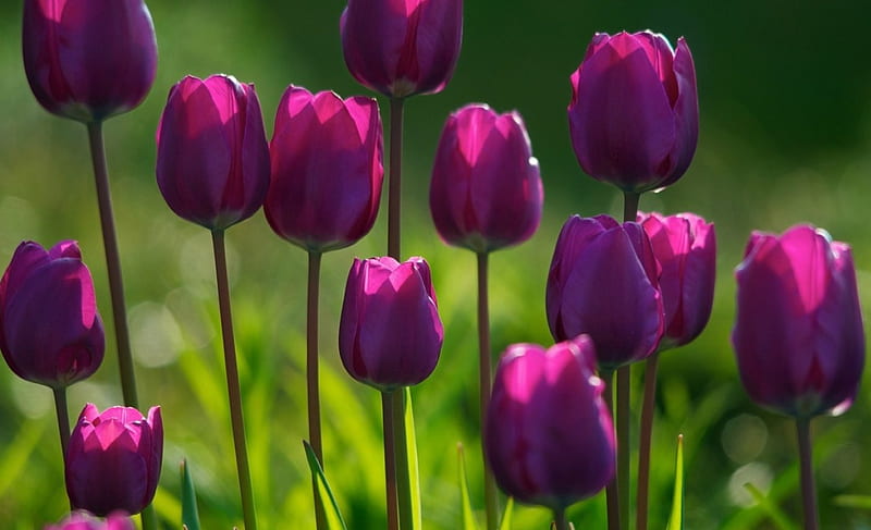 Tulips, nature, violet, bloom, HD wallpaper