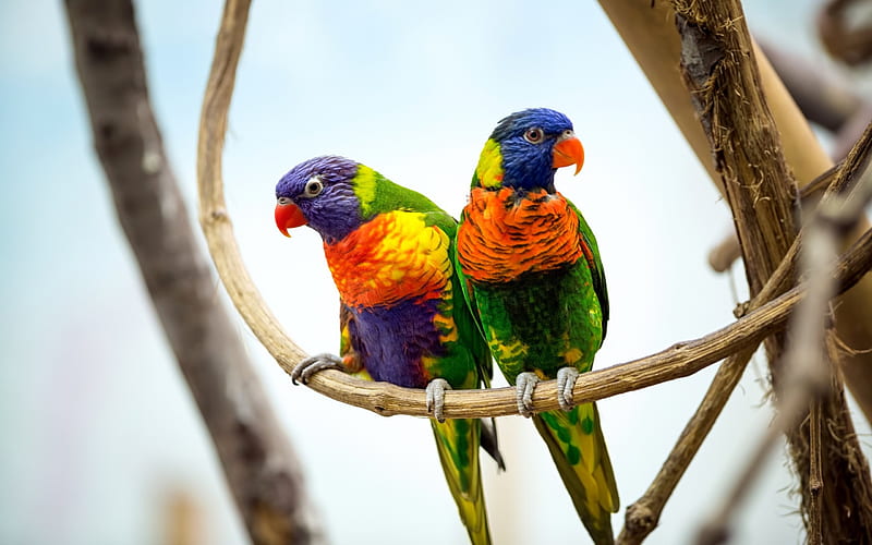 parrots, Coconut Lorikeet, colorful bird, pretty bird, HD wallpaper