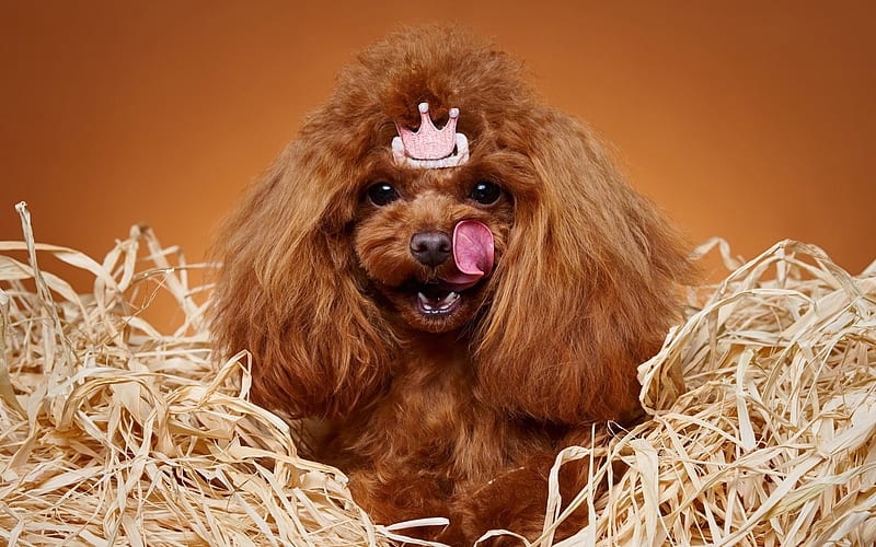 poodle, brown curly dog, princess, pets, dogs, HD wallpaper