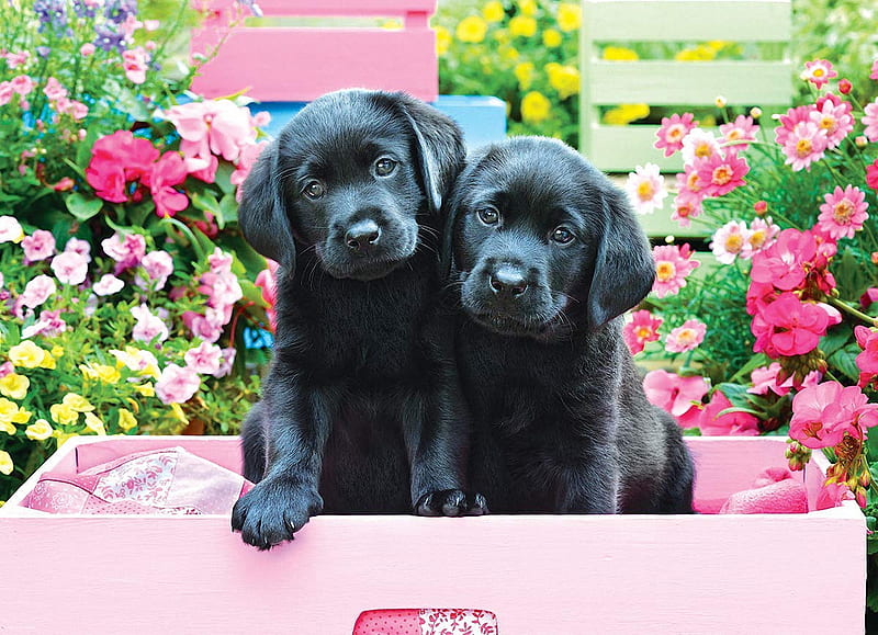 Black Labs in Pink Box, colors, blossoms, flowers, pups, cute, HD wallpaper