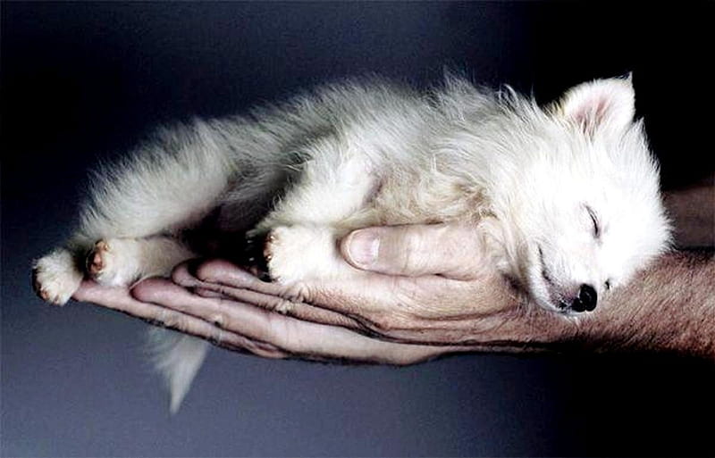 Arctic Wolf Baby, hand, arctic, wolf, small, HD wallpaper