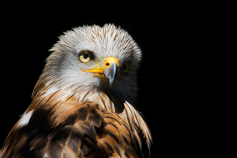 Eagle Red Kite Black Beak , eagle, birds, HD wallpaper
