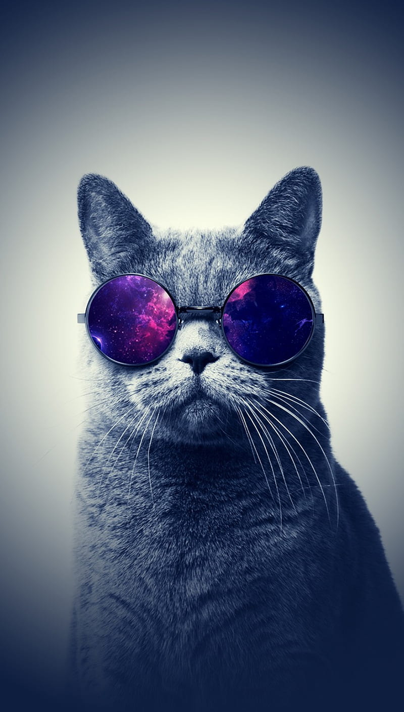 Cat With Glasses Pictures | Download Free Images on Unsplash-tuongthan.vn