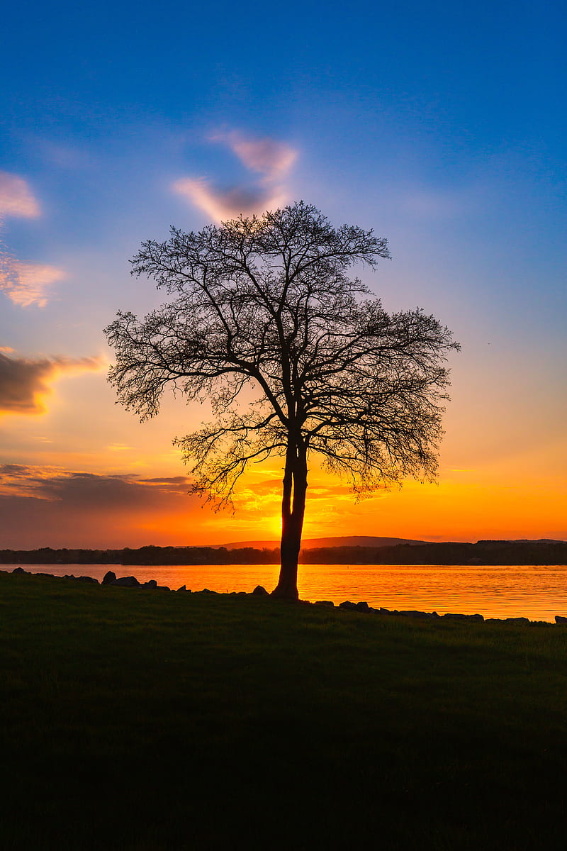 tree, lake, sunset, shore, evening, landscape, HD phone wallpaper