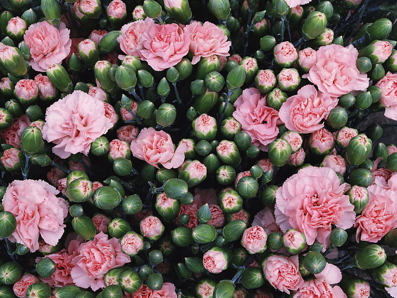 Carnations and buds., flower, carnation, petal, bud, dianthus, HD wallpaper