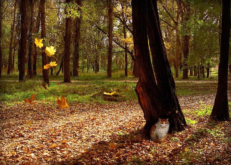 Little Buddha Autumn, forest, art , nice, autumn fall, nature, cat, HD wallpaper