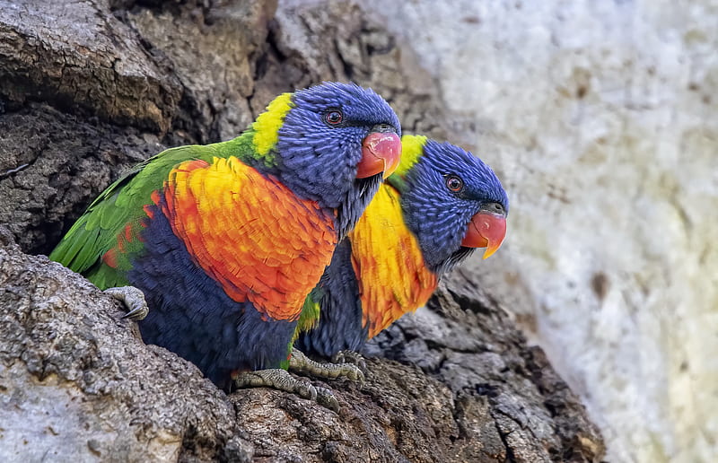 Birds, Rainbow Lorikeet, Bird, Parrot, Wildlife, HD wallpaper