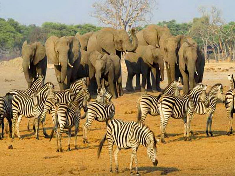Botswana, zebra, Africa, elephant, HD wallpaper