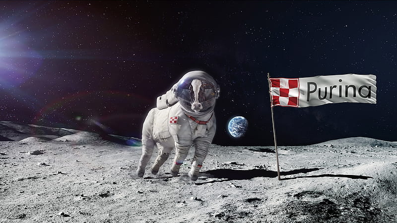 Astronaut cow, cow, moon, astronaut, creative, fantasy, moon, add, vaca, commercial, purina, HD wallpaper