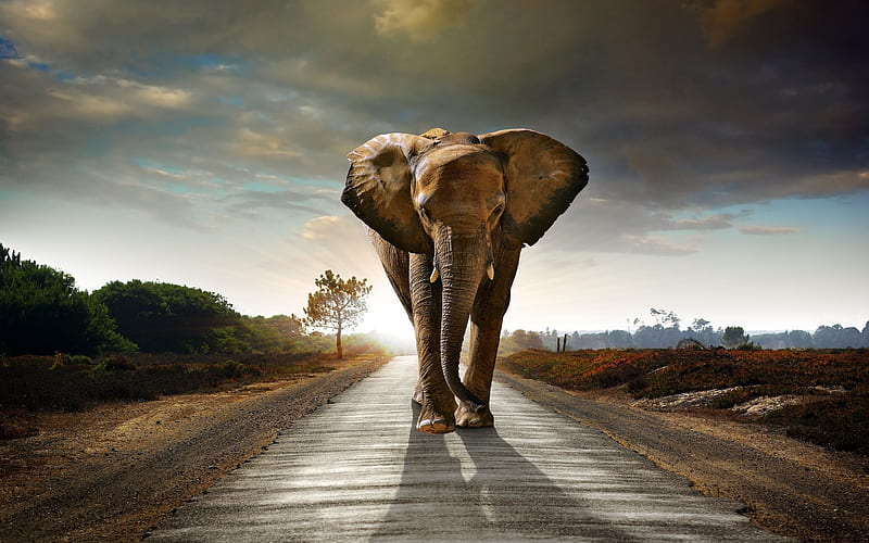 Sunset Elephant Walk, Sky, Clouds, Elephant, Road, Sunset, HD wallpaper
