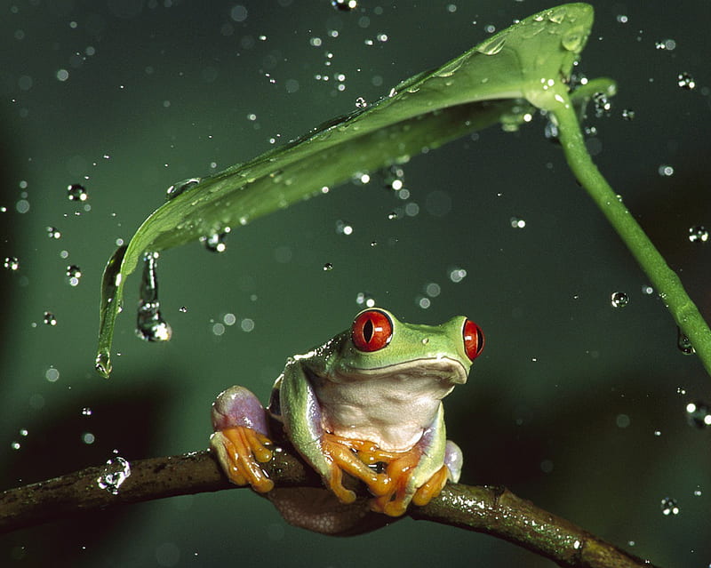 Frog, animals, leaf, rain, HD wallpaper