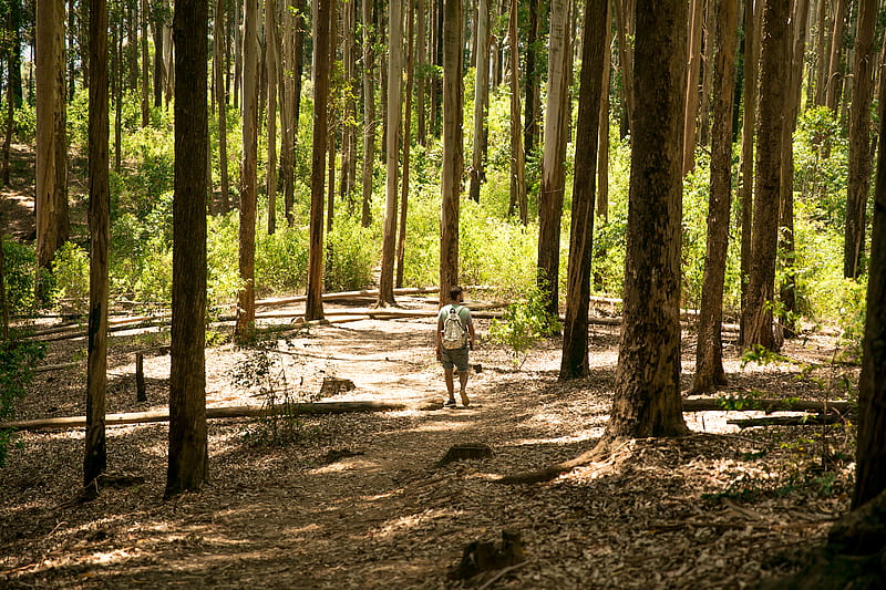 man walking on dirt trail at the woods, HD wallpaper