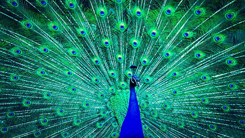 Birds, Peacock, Blue, Feather, Green, HD wallpaper