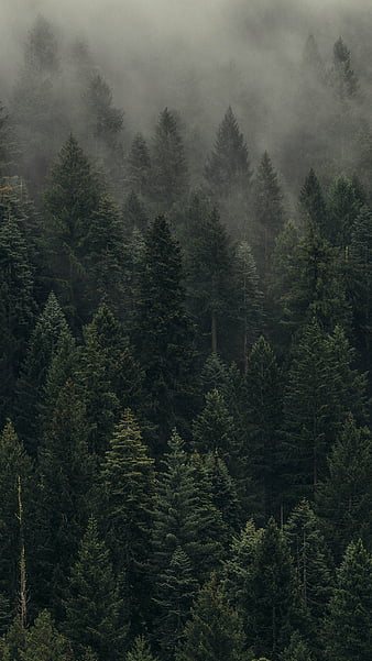 Foggy forest, fog, dark, HD phone wallpaper | Peakpx