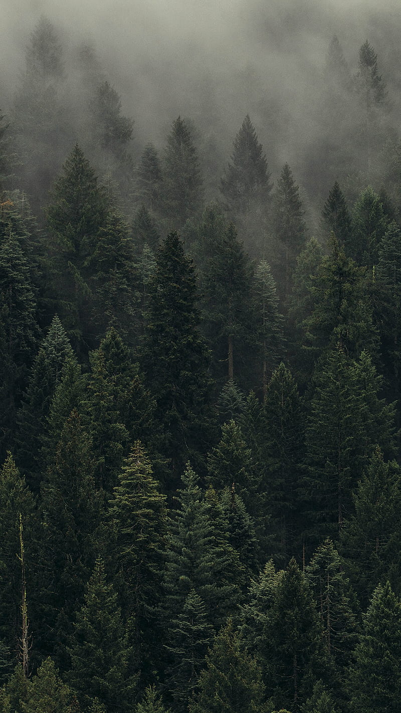 Foggy Forest, autumn, fog, landscapes, morning, mountains, HD phone wallpaper