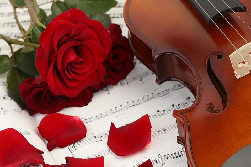 bonito, violin, rose petals, music, book, flowers, petals, sheet music, roses, HD wallpaper