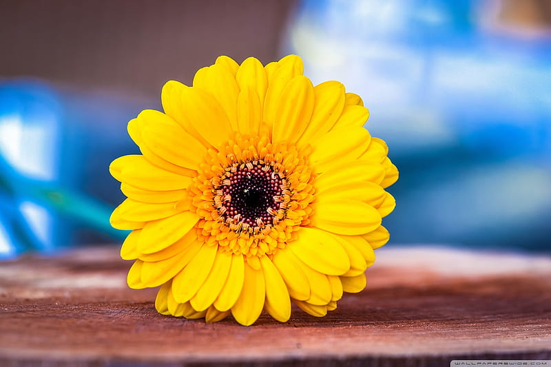 Yellow Gerbera, gerbera, flowers, nature, yellow color, HD wallpaper