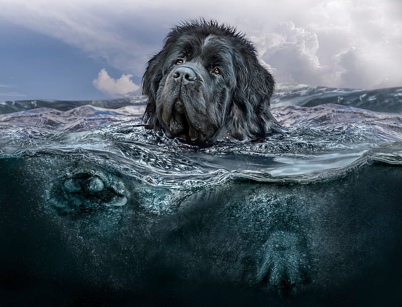 Newfoundland dog, newfoundland, sea, dog, animal, terra nova, caine, black, vara, water, summer, blue, HD wallpaper