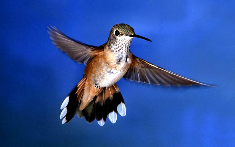 Flying Hummingbird FC, hummer, bonito, hummingbird, animal, graphy, bird, avian, wide screen, wildlife, HD wallpaper