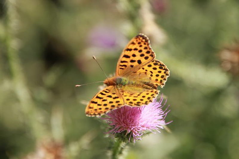 BUTTERFLY ON THISTLE, spotted, nature, thistle, brown, HD wallpaper