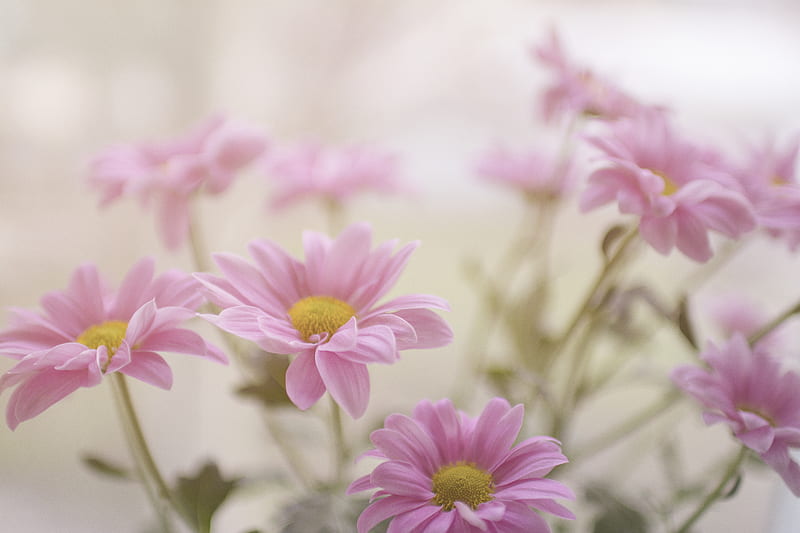 pink daisy flower plant, HD wallpaper