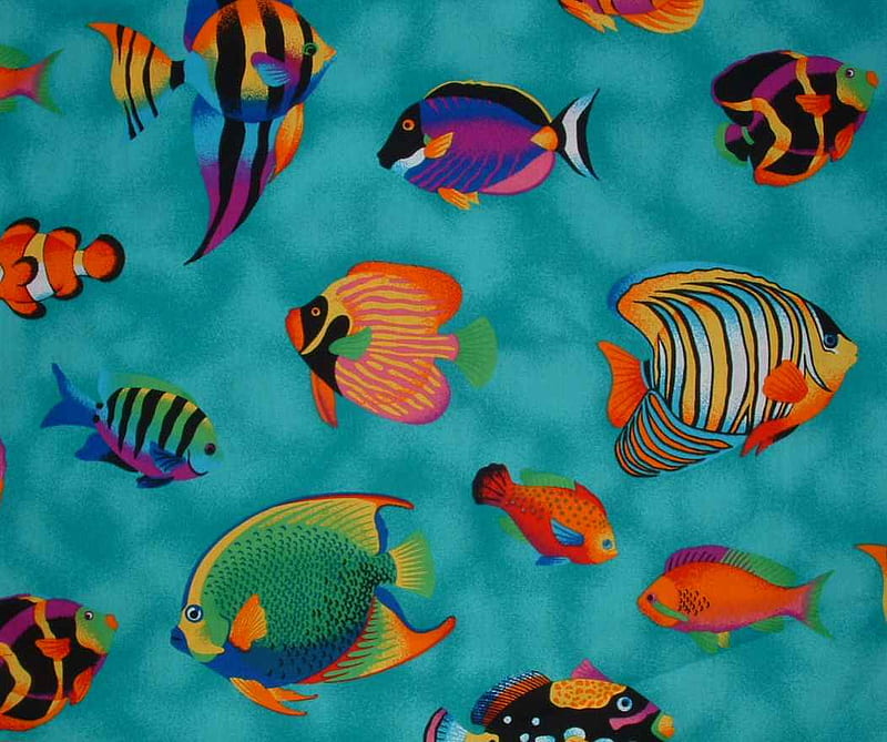 FISH ON TURQUOISE, different, kind, turquiose, fish, HD wallpaper