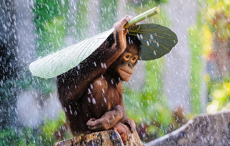 Rain, Monkeys, Leaf, Monkey, Animal, Cute, Orangutan, HD wallpaper