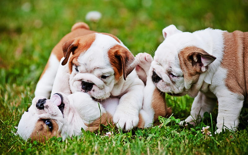 English Bulldog, family, puppies, pets, cute animals, lawn, English Bulldog Dog, HD wallpaper