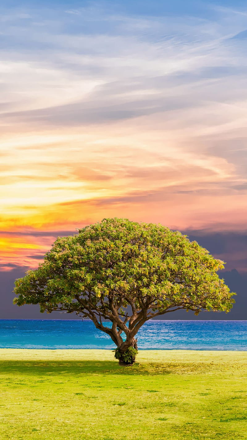 Lonely tree, green, nature, single, sky, HD phone wallpaper | Peakpx