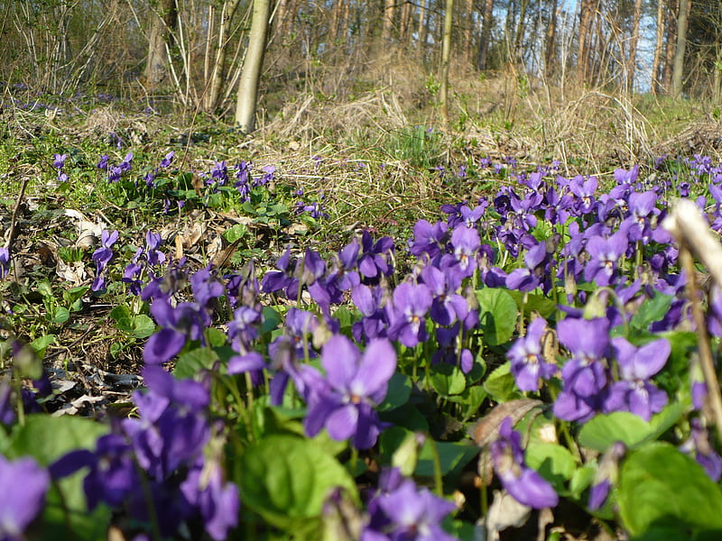 Campo de violetas, bosque, flores azules, flores de primavera, violetas,  hermoso, Fondo de pantalla HD | Peakpx