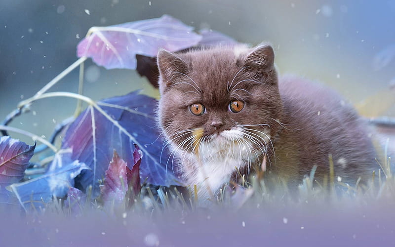 gray kitten, British shorthair cat, small cute animals, pets, HD wallpaper