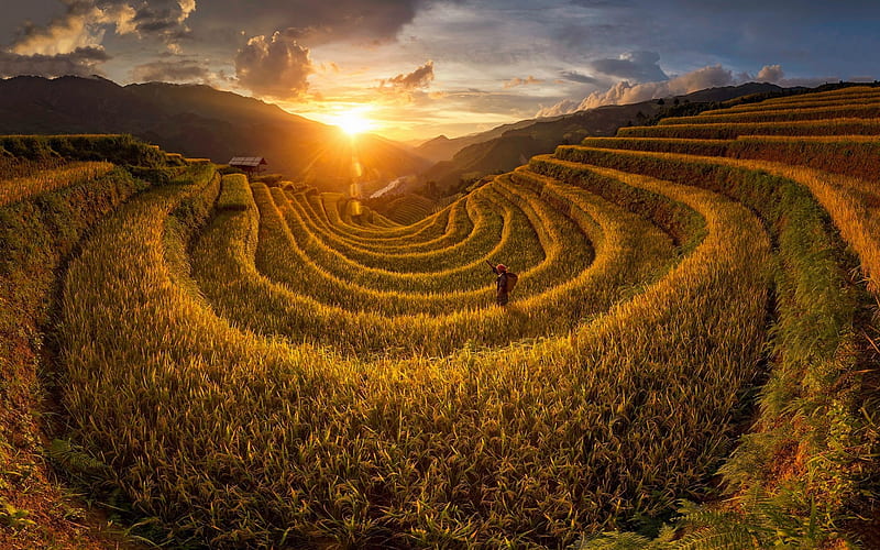 Mountain plantations, Vietnam, sunset, evening, Tea plantations, mountain landscape, HD wallpaper