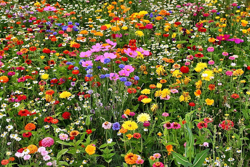 Coloridas flores del prado, bonitas, flores, prado, naturaleza, Fondo de  pantalla HD | Peakpx