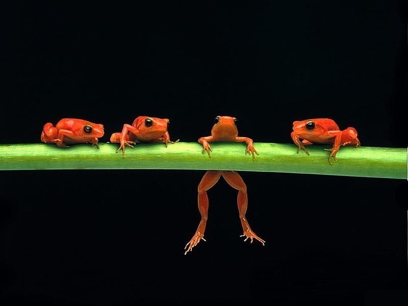 Help!, cute, frog, green, orange, black, funny, HD wallpaper