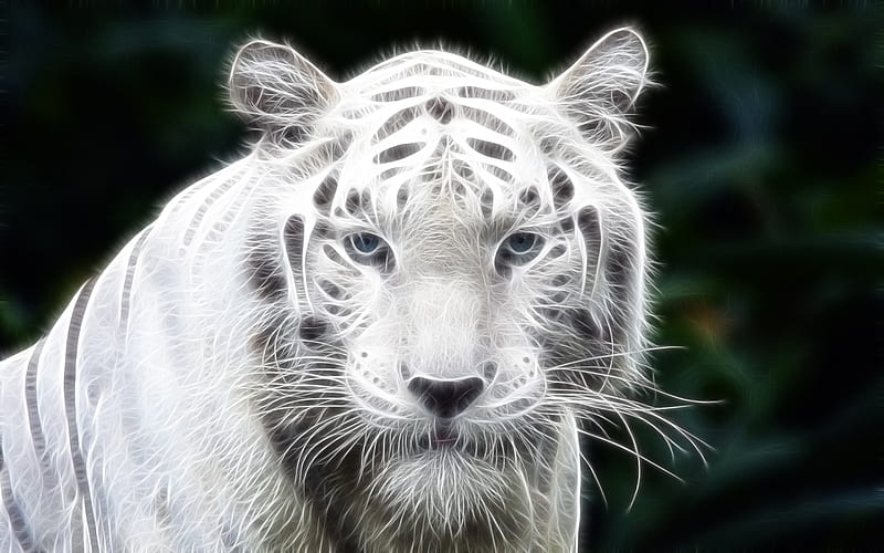 white tiger, art, predators, Panthera Tigris Tigris, White Bengal Tiger, HD wallpaper
