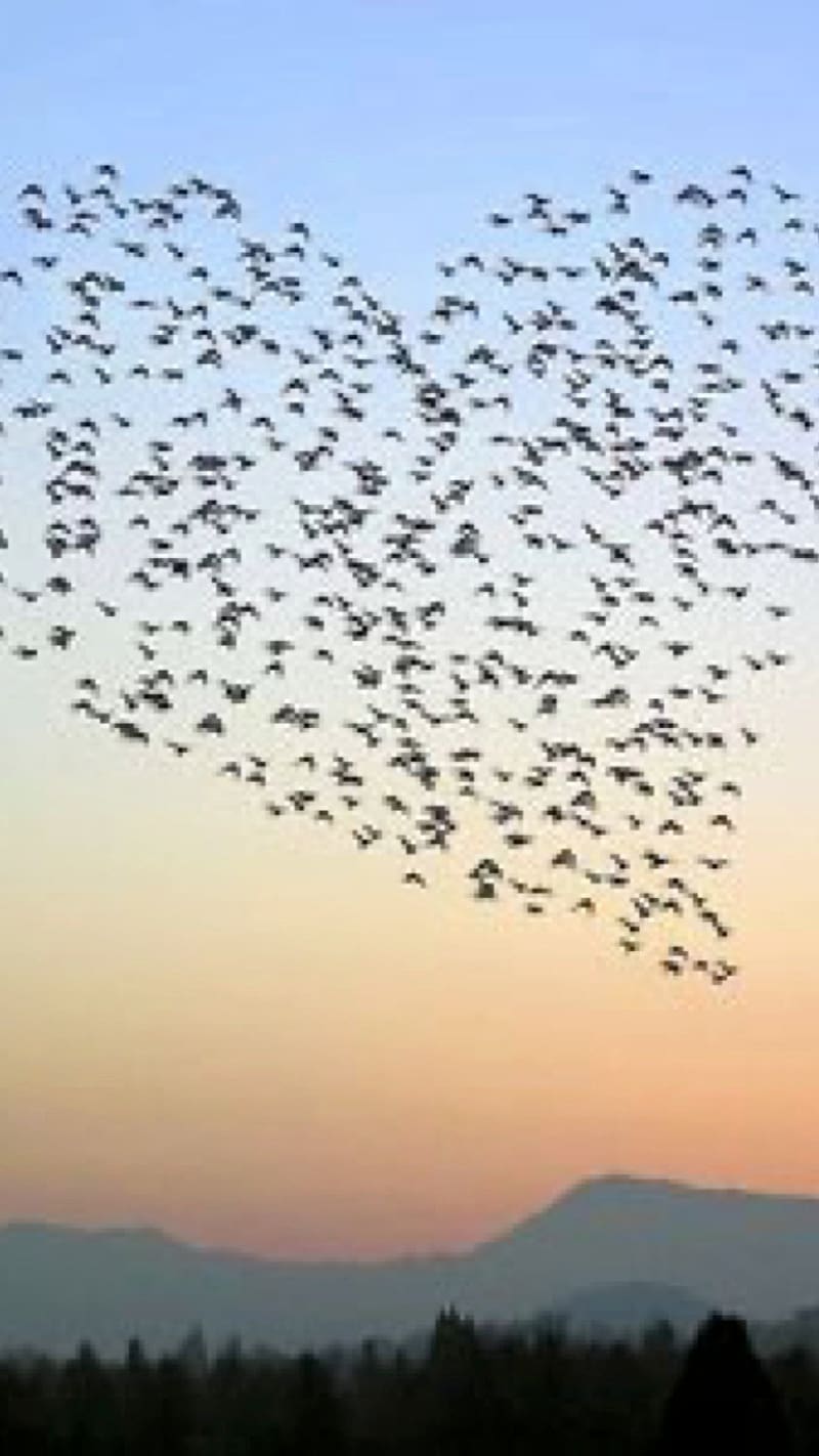 Birds Flying In Heart Shape, birds flying, heart shape, HD phone wallpaper