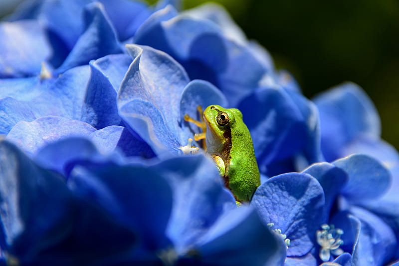 Frogs, Frog, Blue Flower , Amphibian, HD wallpaper