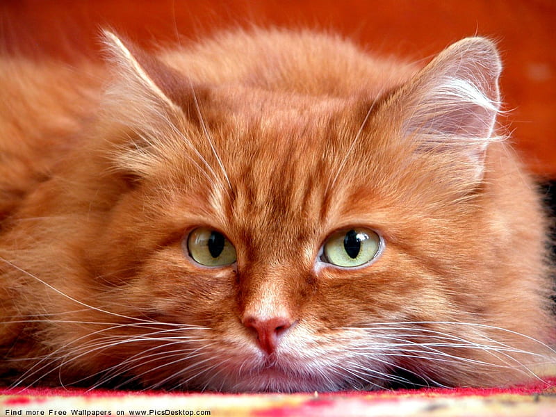 ORANGE CAT ON THE PROWL, feline, bonito, gorgeous, HD wallpaper