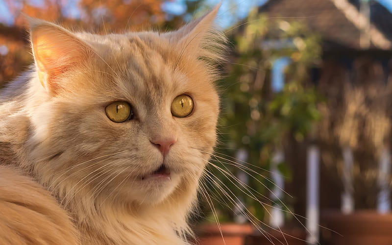 Persian Cat, close-up, ginger cat, yellow eyes, fluffy cat, cats, domestic cats, pets, Persian, HD wallpaper