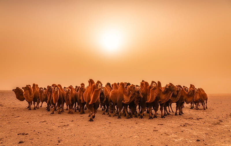 Animal, Camel, Desert, HD wallpaper