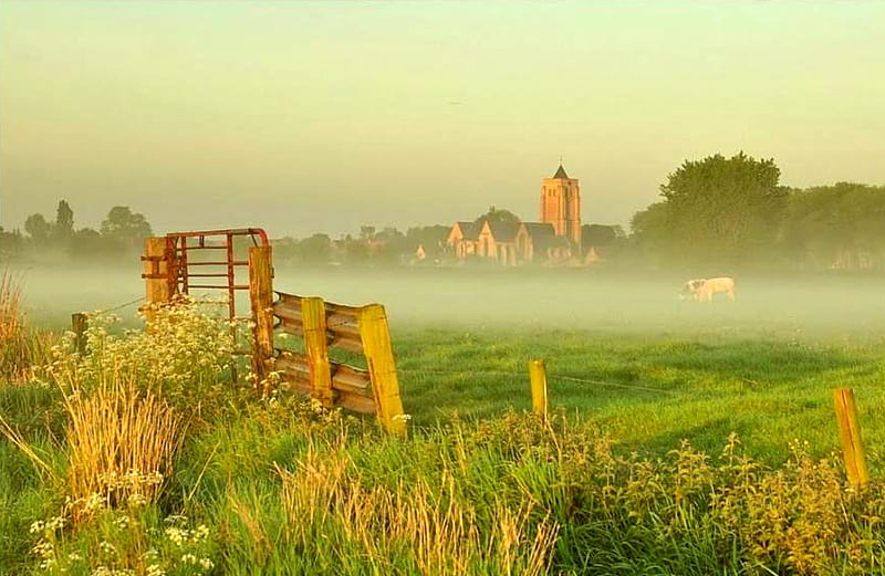 English Mist, fence, house, pasture, trees, field, cows, HD wallpaper
