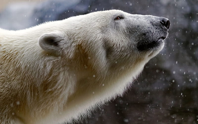 nature, arctic, fauna, polar bear, HD wallpaper