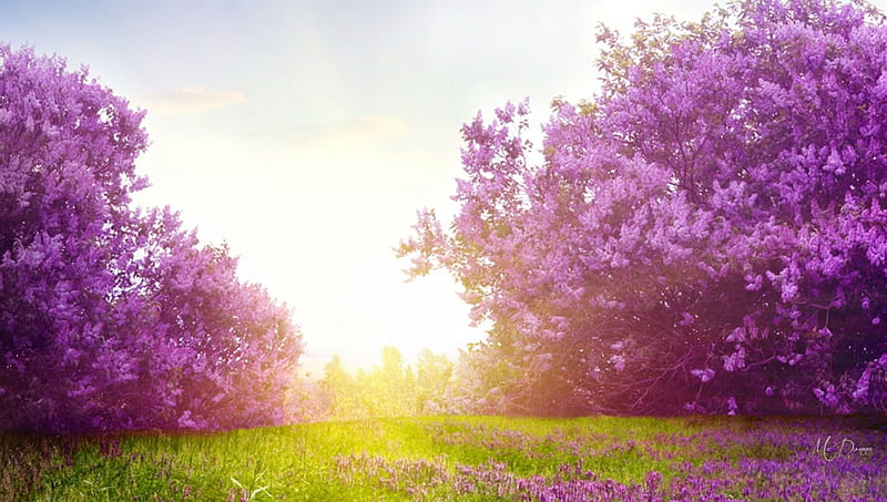 Lovely Lilac Morning, sunrays, fragrant, flowers, sunrise, lilacs, field, light, HD wallpaper