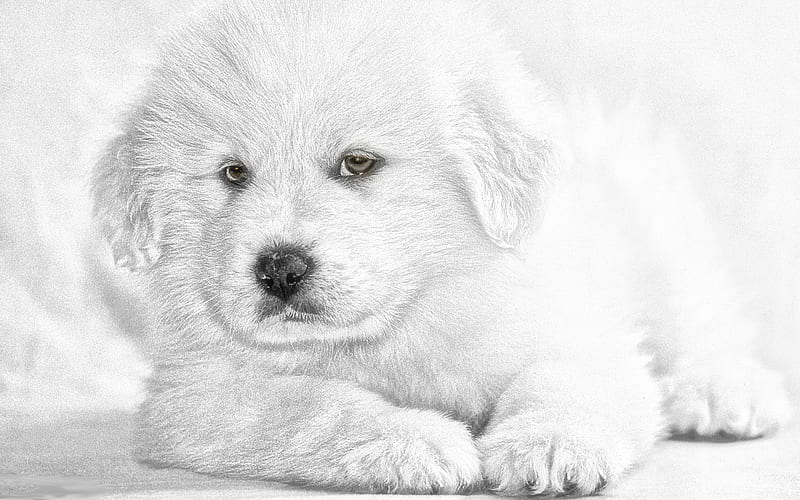 Pyrenean Shepherd puppy, white dog, pets, cute animals, dogs, Pyrenean Shepherd Dog, HD wallpaper