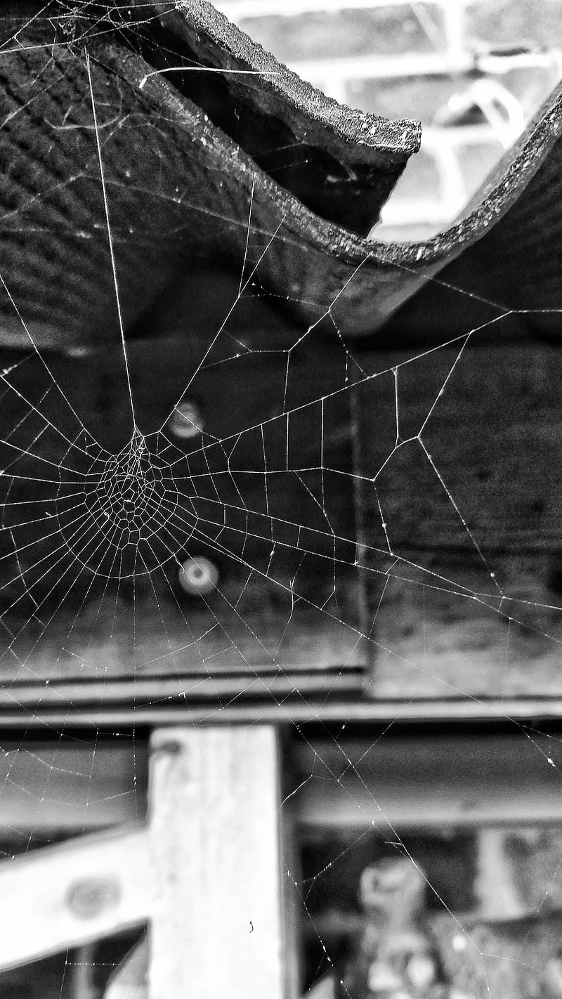 Spider Web, black, cob, cobweb, creepy, garden, old, white, HD phone wallpaper