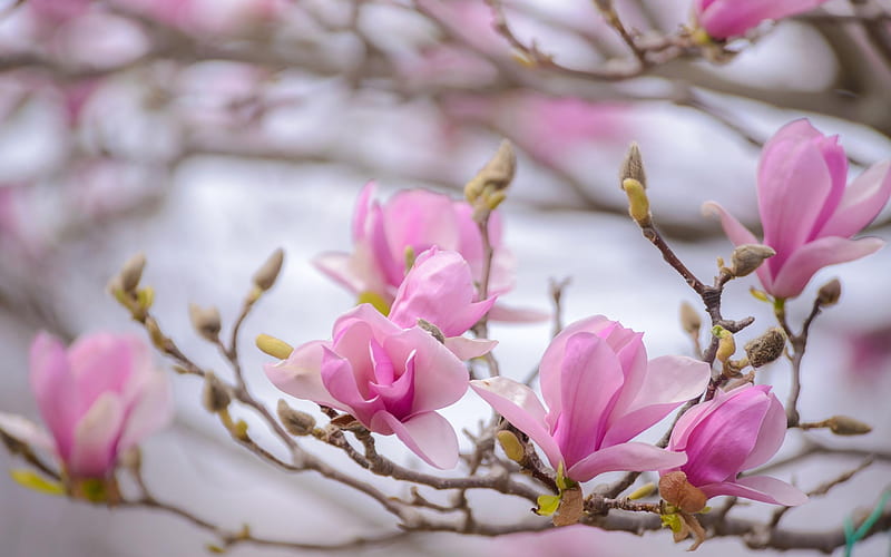 Pink magnolia tree, Flowers, Tree, Spring, Branches, HD wallpaper
