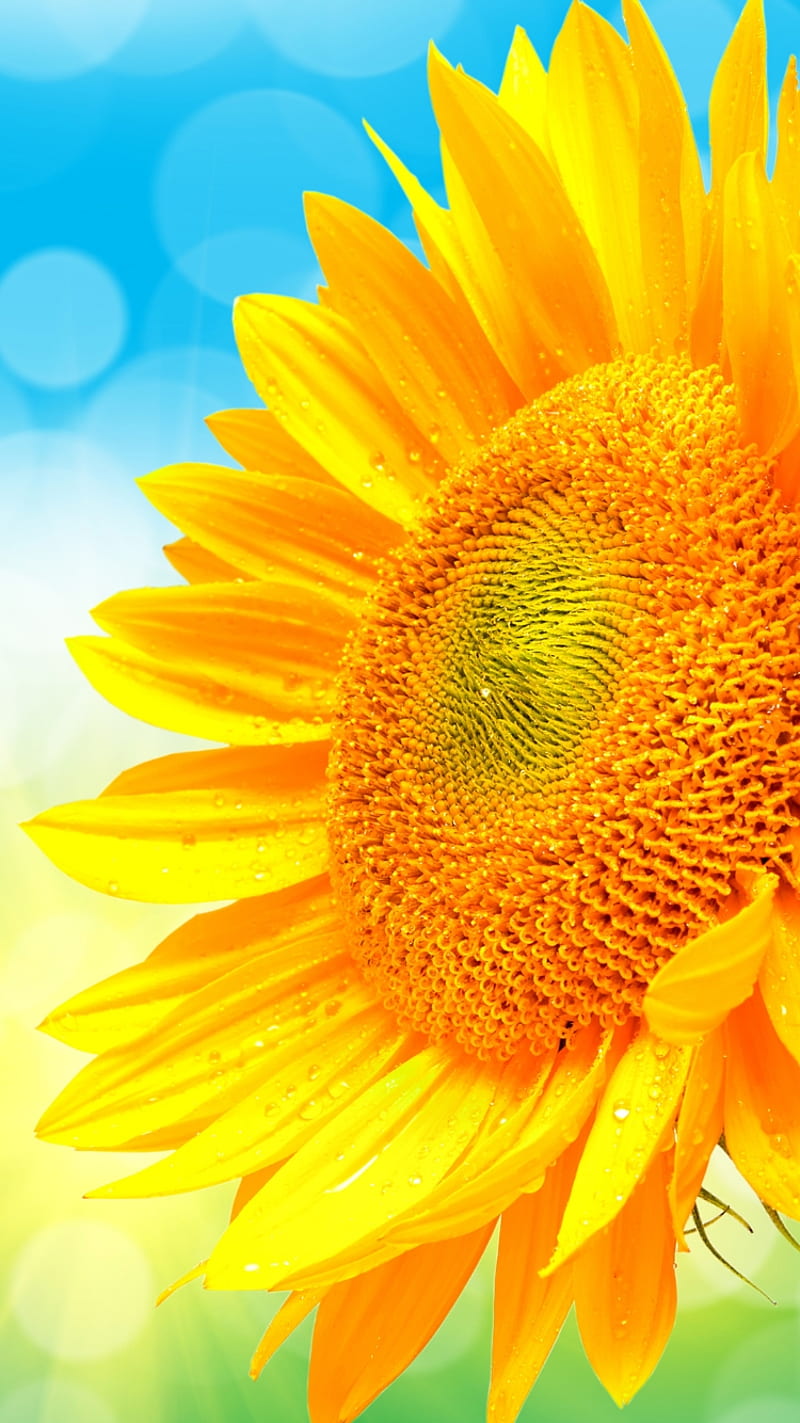 summer, blue, bright, sunflower, yellow, HD phone wallpaper