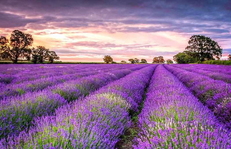 Lavender Field, purple flowers, sunset, lavender, sky, clouds, splendor, flowers, nature, field, landscape, HD wallpaper