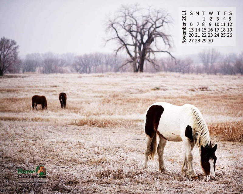 November Horse, eg, g, dg, HD wallpaper